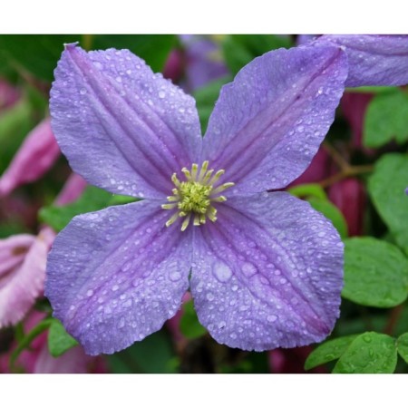 Sahenian Clematis "Emilia Plater", pot P9, Summer 2024