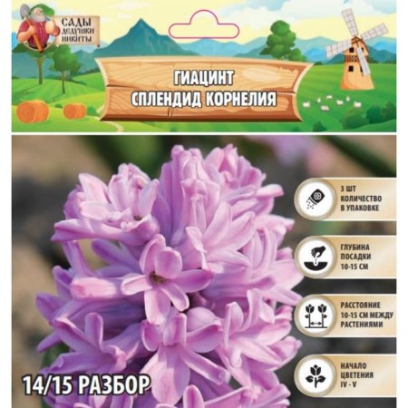 Giacint Splandide Cornelia, rr 14/15, 3pcs, autumn 2024
