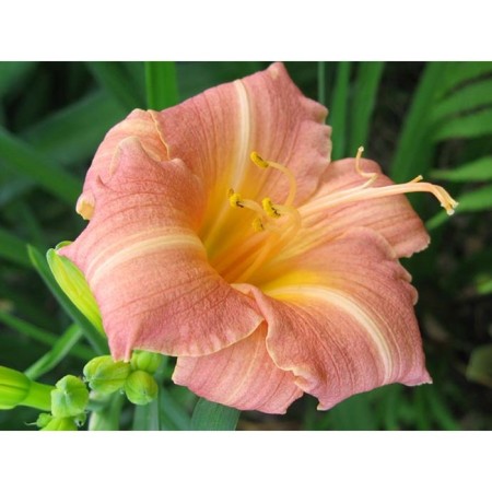 Lileynik hybrid "Children Festival", pot C3, 1 pc, spring 2024