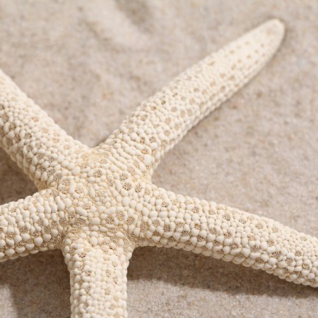 Sea star decorative, 10-16 cm-3