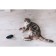 Cavaling fur mouse, 12 cm, black