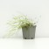 Sand -shaped cloves "fringe", pot P9 (pink), 1 pc, spring 2024