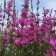 Derbennik Tyvodye Dropmur Peep, Pot C3, 1 pc, Summer 2024