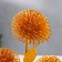 Summary metal, glass per 1 candle "Golden Dandelion" D-5 cm 9.5x11x20 cm