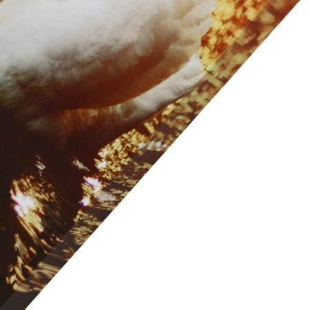 Picture "Two Swan" 50*70 cm-1