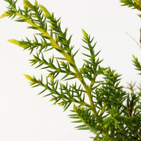 Juniper Middle "Gold Star", P9, 1pc, h 3-20 cm, summer 2024-3