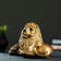 Piggy bank "Leo Lying Small" bronze, 28x15x18cm mix
