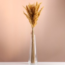 Set of dried flowers 