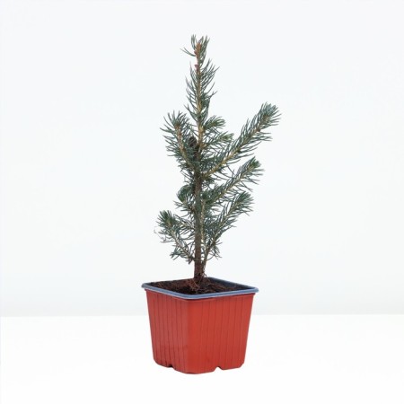 Spruce prickly glaucy "mastic BLLU", P9, 1pc, h 3-20 cm, summer 2024-1