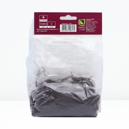 Aquilegia Ordinary Villam Guinness, Rr. I, 1 pc, Spring 2024-1