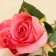 Artificial flowers "Rose Gloria" 8x48 cm, raspberry