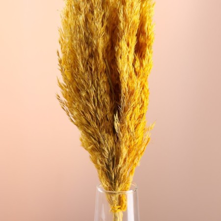 Set of dried flowers "reed", banch length 65 (+/- 6 cm), yellow-1