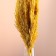 Set of dried flowers "reed", banch length 65 (+/- 6 cm), yellow