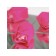 Soap roses, pink fuchsia, set 24 pcs.