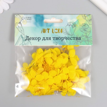 Sukhotzet "hydrangea" yellow h = 6-6.5 cm-3