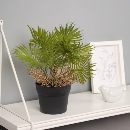 Bonsai in the Liviston Premium pot 22x10.5 cm, mix