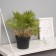 Bonsai in the Liviston Premium pot 22x10.5 cm, mix
