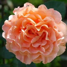 Seedling rose 