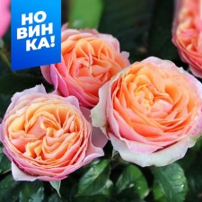Rose Tea-Hibride Edith