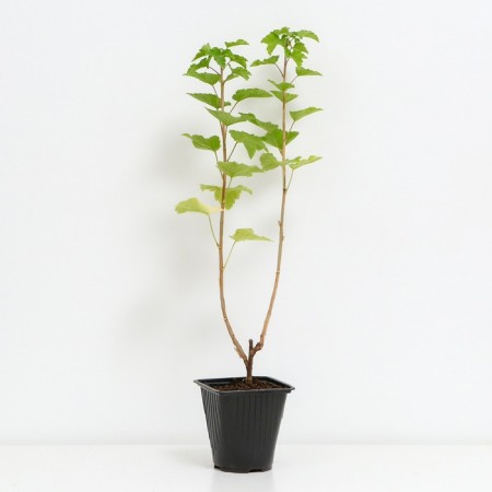 Currants red beloved, C2 pot, H20-40 Height, 1 pc, summer 2024-1