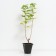 Currants red beloved, C2 pot, H20-40 Height, 1 pc, summer 2024