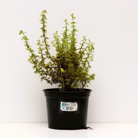 Lapceta shrubby deidown, s2 pot, H10-50 height, 1 pc, summer 2024