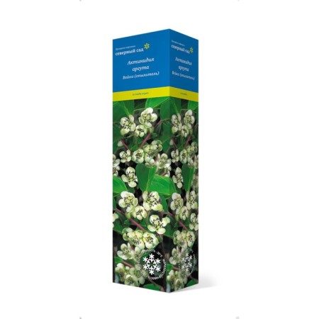 Actinidia Argut (Northern Garden series) "Geneva", 1 pc, tube, spring 2025-3