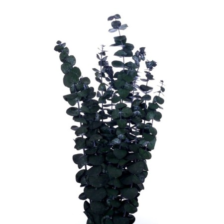 Sukhotzet "eucalyptus tree", green, 10 pcs. packaged-3