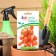 Seeds Tomat "Flame", F1, 10 pcs