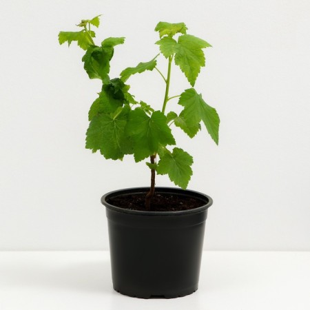 Currants Black Exotic, C2 pot, H20-40 Height, 1 pc, summer 2024-1