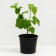 Currants Black Exotic, C2 pot, H20-40 Height, 1 pc, summer 2024