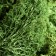Moss Yagel stabilized "natural green" 1000 gr.