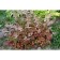 Astilba Asseline Color Flash, C3 Got, H10-50 Height, 1 pc, Summer 2024