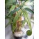 Bamboo in a plastic pot, 135 × 135 × 920 mm, green / black / beige color