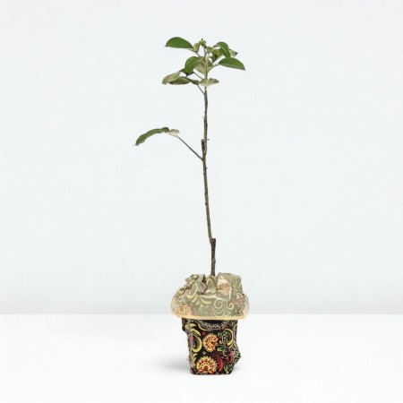 Seedling apple tree colony poetry, pot 2l., Summer 2024