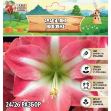Amarillis 