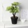 Bonsai in the Veigel pot 10x23 cm, mix