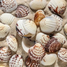 Set of shells, 2.5 - 4 cm, 100 g
