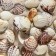 Set of shells, 2.5 - 4 cm, 100 g