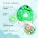 Circle of children's neck, for bathing with rattles, "fish", color mix