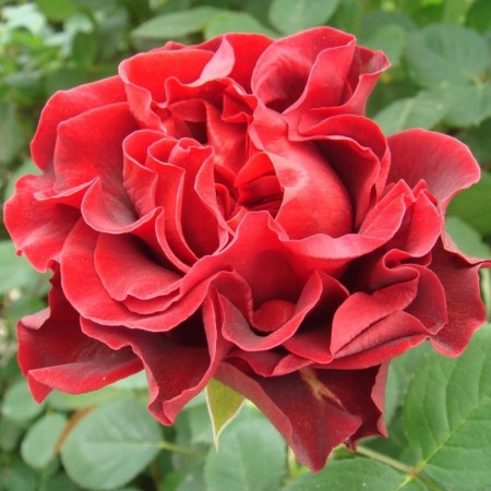 Seedling rose "El Toro", tube, spring 2025