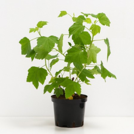 Currant Red Jonker Van Tets, C2 pot, H20-40 Height, 1 pc, summer 2024-1