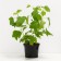 Currant Red Jonker Van Tets, C2 pot, H20-40 Height, 1 pc, summer 2024