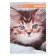 A set of notebooks A6, 40 sheets in a cage on a clip "kittens and puppies", covering a shared cardboard, an offset unit, 4 pieces