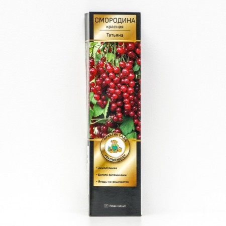 Currant Red Promising varieties "Tatyana", 1 pc, tube, spring 2025