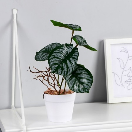 Bonsai in the Potododendron pot 7.5x20 cm, Mix pot-2