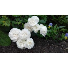 Seedling rose soil -cover 
