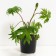 Buzonik Przhevalsky, s3 pot, H10-50 height, 1 pc, summer 2024