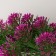 Bonsai in the Pot "Selaginella African" 10x20 cm, mix