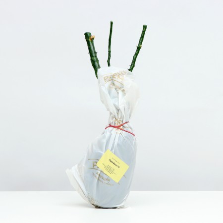 Sahenian Rosa Tea-Hybride "Madame Anizette", 1 pc, spring 2024-3